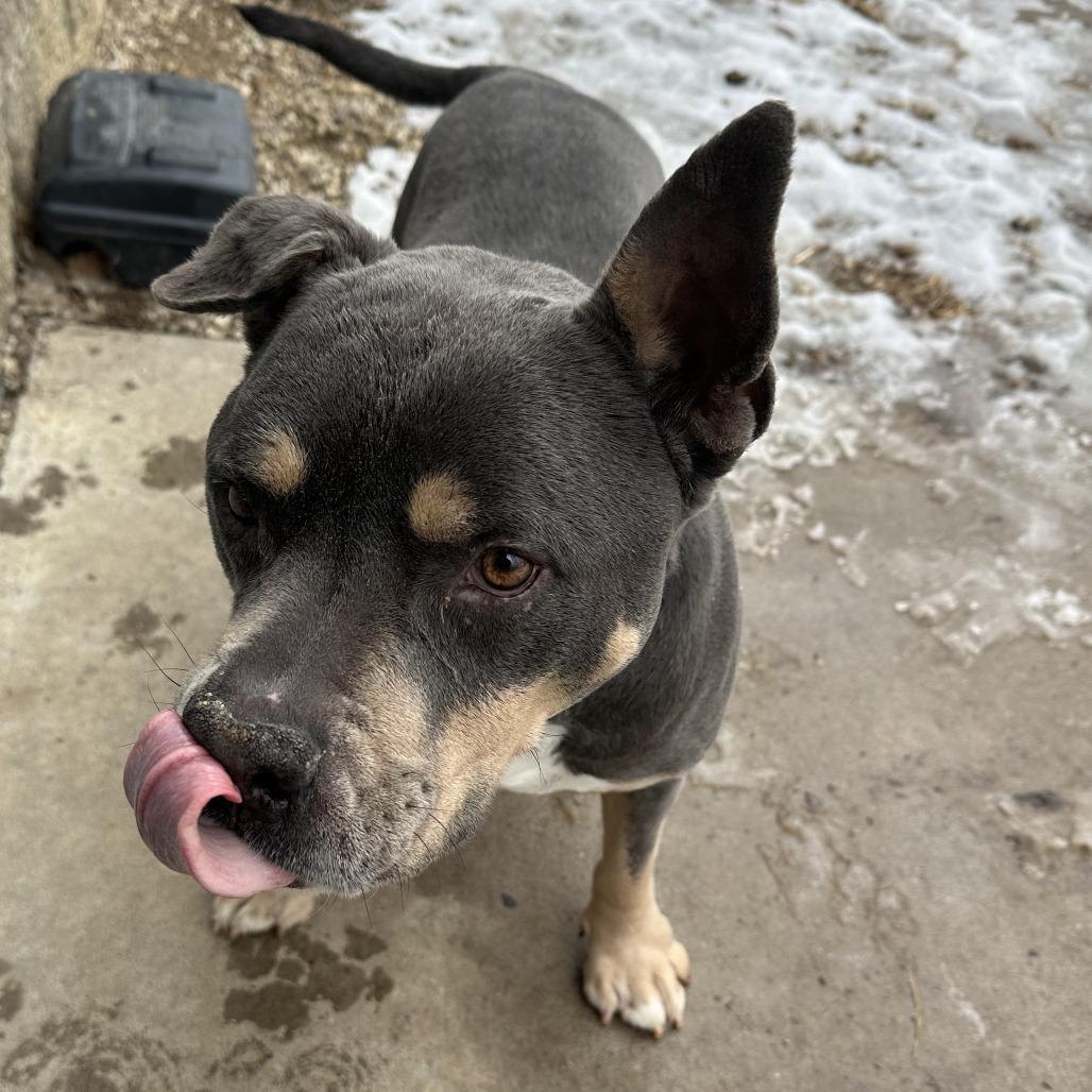 Enano, a Adoptable mixed breed in Manhattan, KS image 6/6