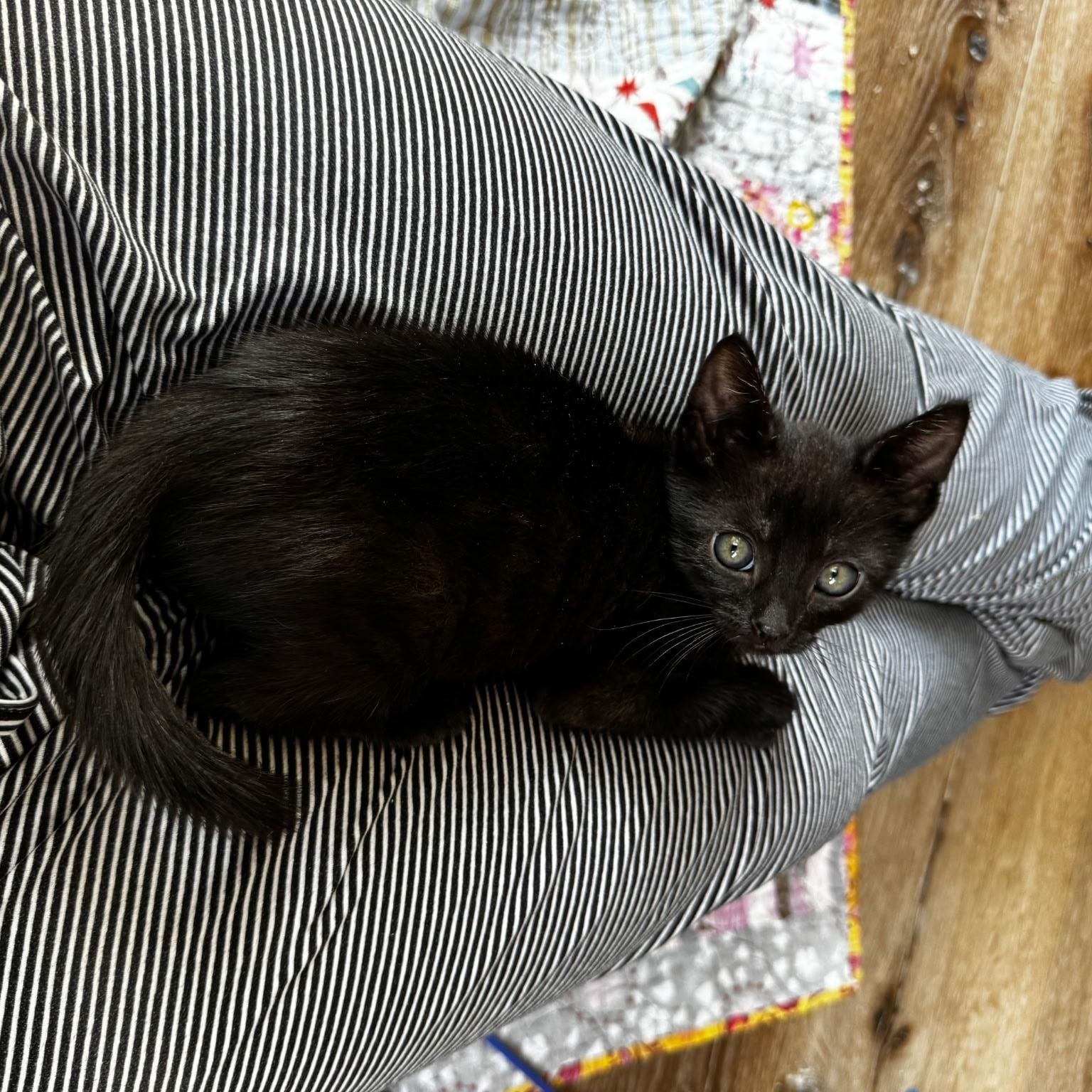 Polk , an adopted mixed breed in Pacific Palisades, CA image 4/4