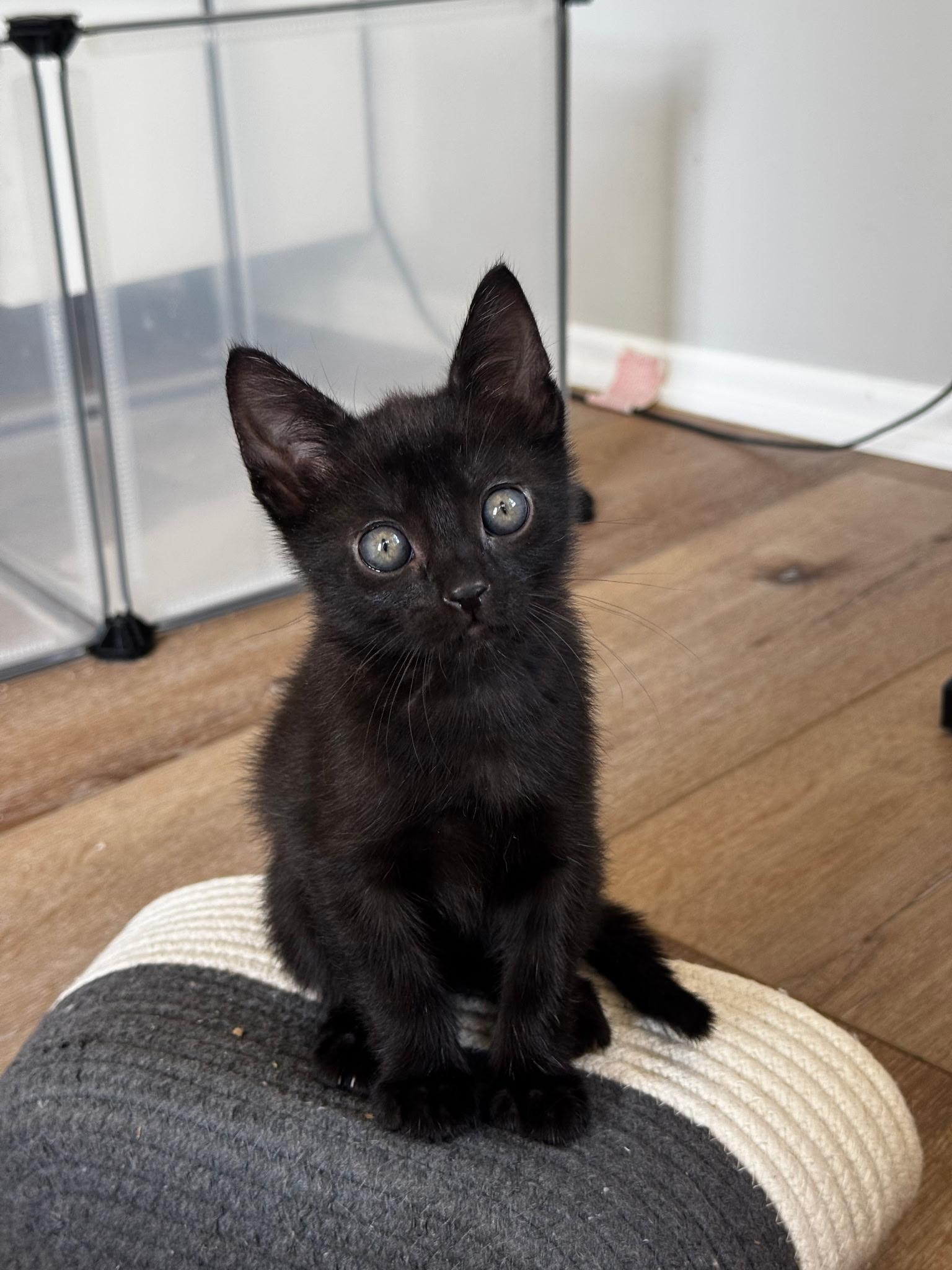 Polk , an adopted mixed breed in Pacific Palisades, CA image 2/4