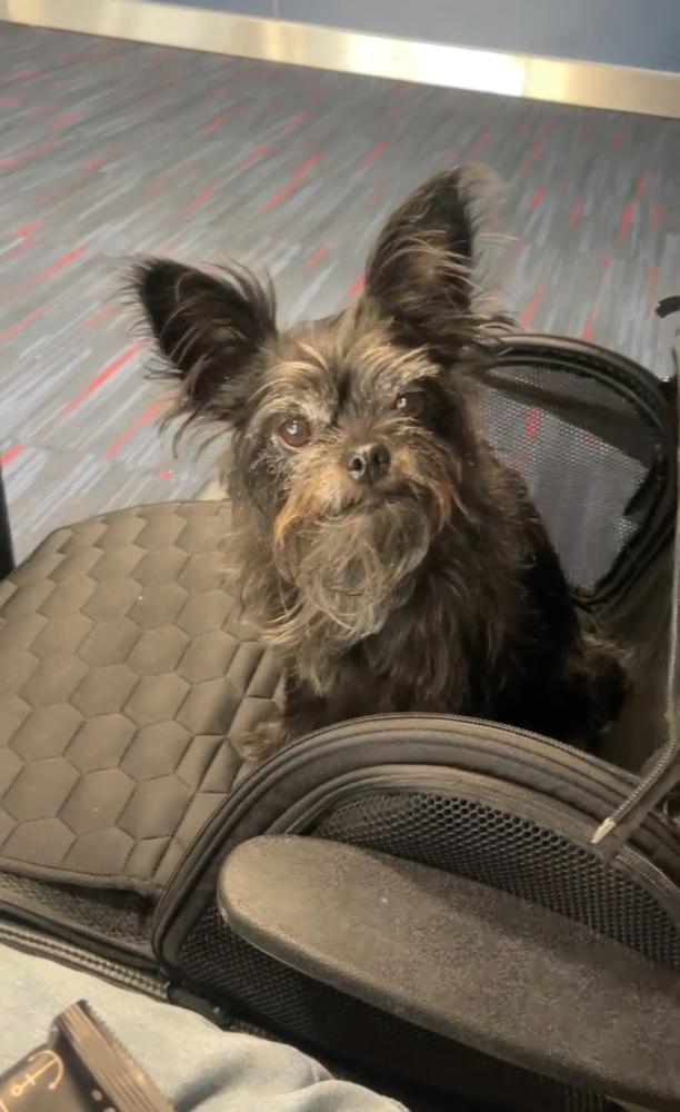 Tallulah, a Adopted mixed breed in Manhattan, NY image 1/4