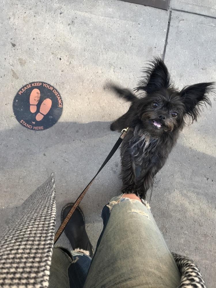 Tallulah, a Adopted mixed breed in Manhattan, NY image 2/4