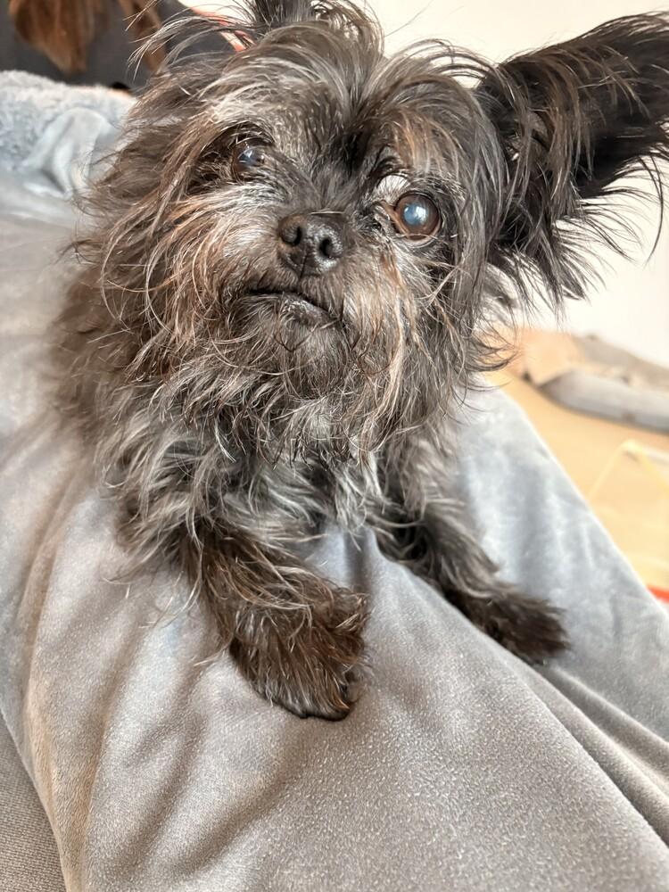 Tallulah, a Adopted mixed breed in Manhattan, NY image 3/4