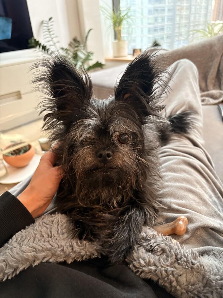 Tallulah, a Adopted mixed breed in Manhattan, NY image 4/4