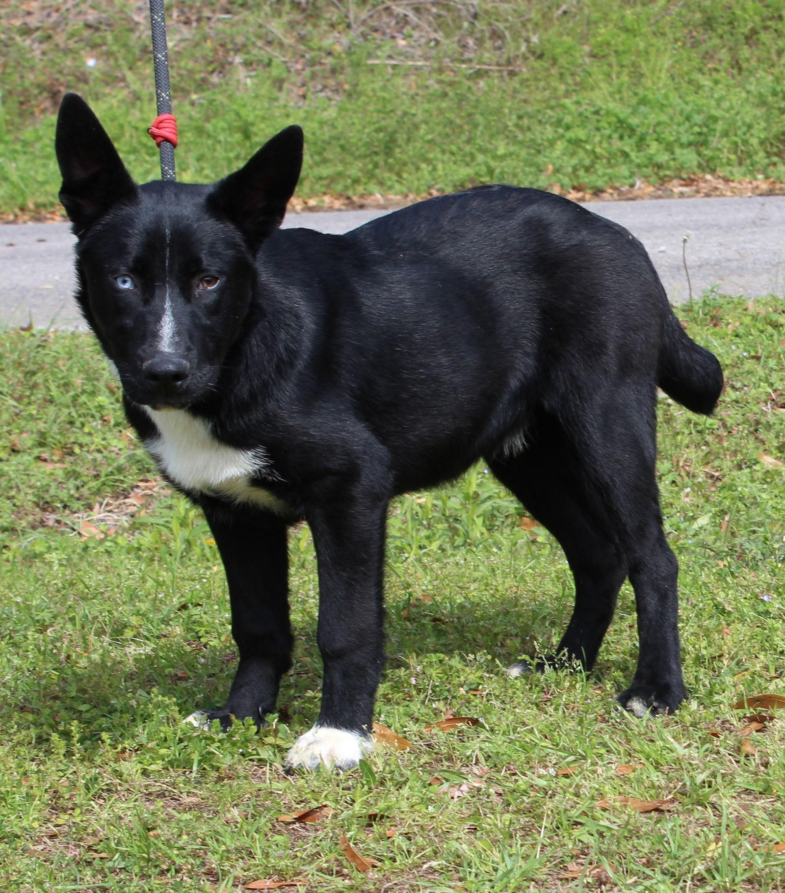 Enlarge Skunk 43303, a Adoptable mixed breed in Prattville, AL image 1/3