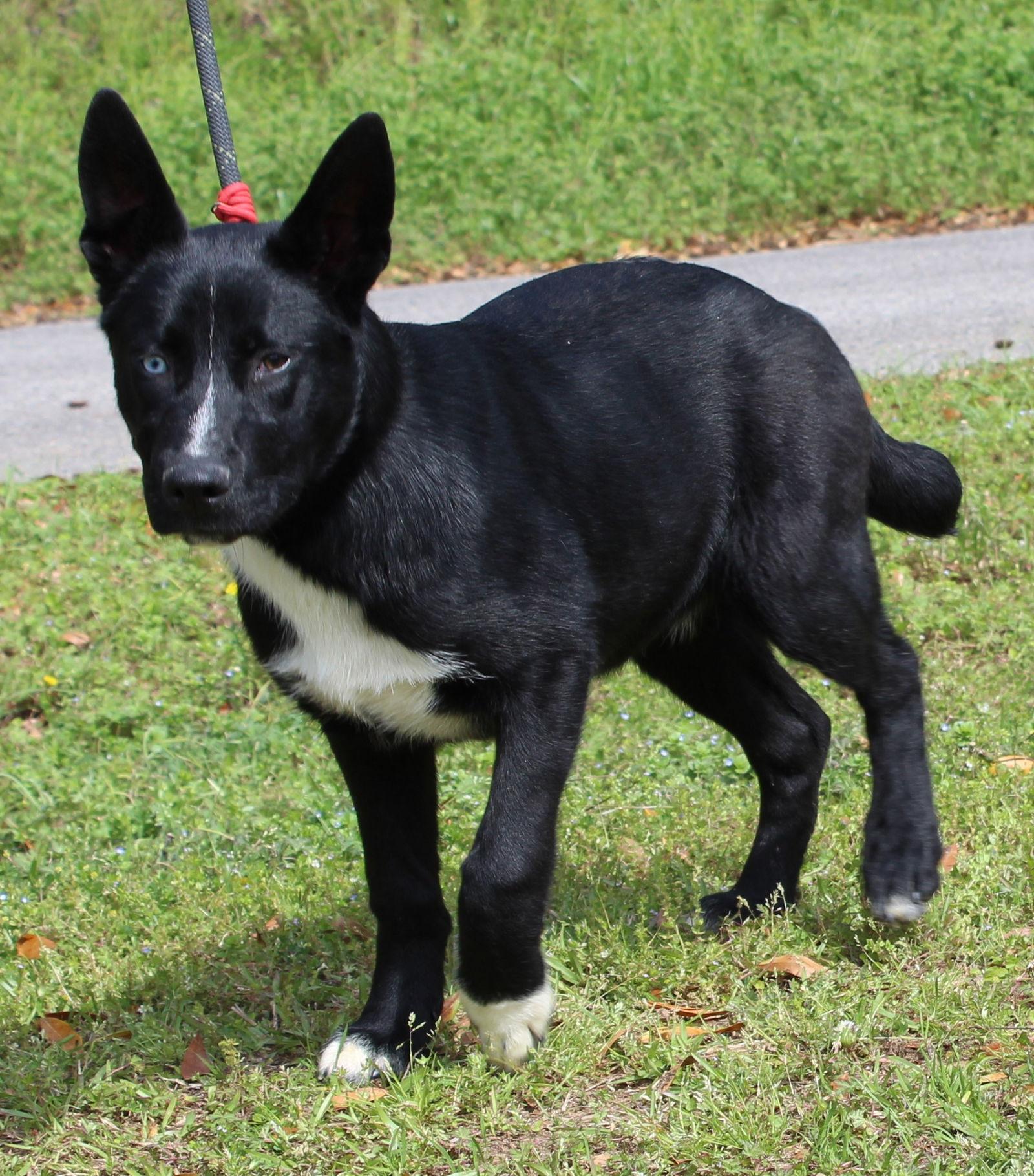 Enlarge Skunk 43303, a Adoptable mixed breed in Prattville, AL image 2/3