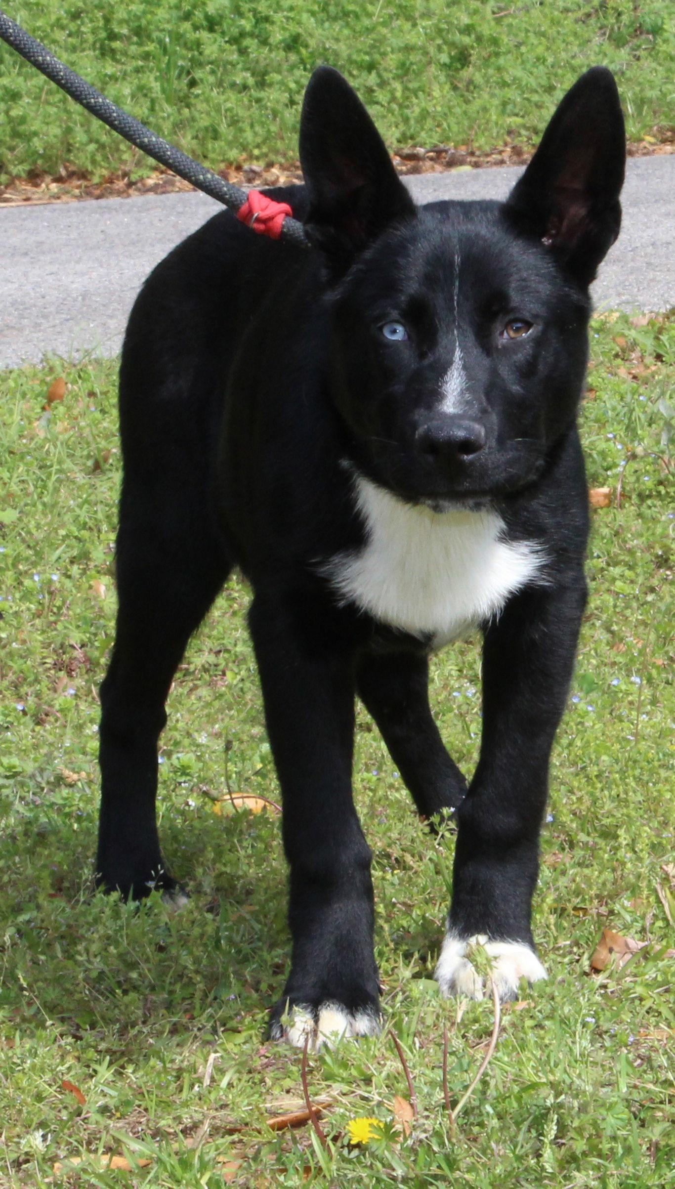 Enlarge Skunk 43303, a Adoptable mixed breed in Prattville, AL image 3/3