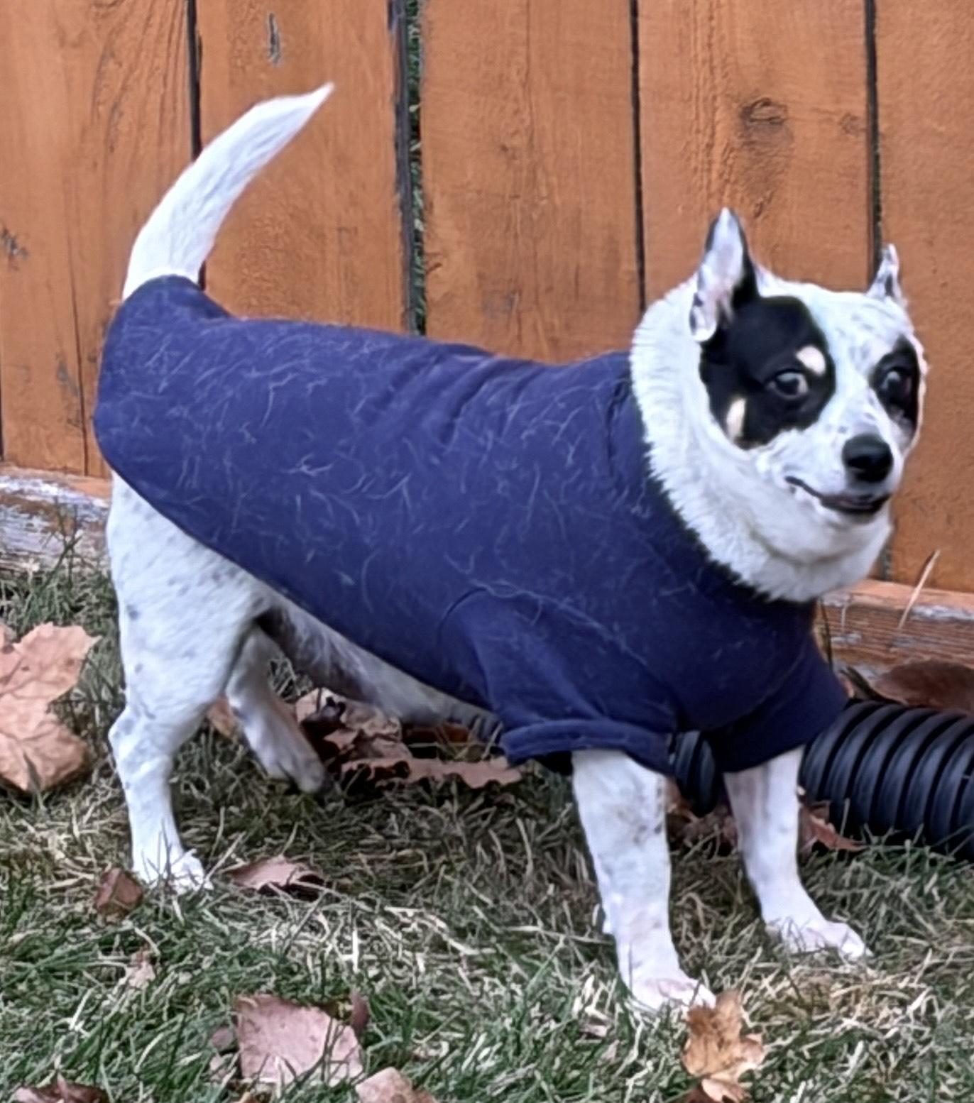 Enlarge Spuds and Winnie (BONDED PAIR), a ADOPTABLE mixed breed in Schaumburg, IL image 2/6