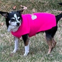 Enlarge Spuds and Winnie (BONDED PAIR), a ADOPTABLE mixed breed in Schaumburg, IL image 4/6