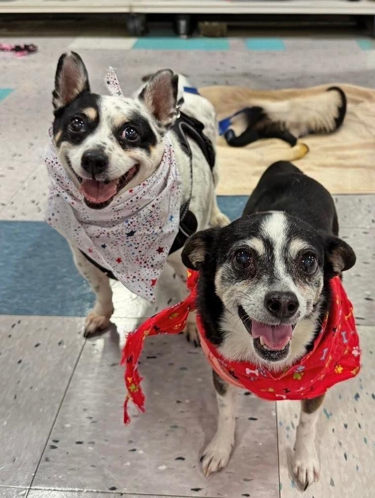 Spuds and Winnie (BONDED PAIR), a ADOPTABLE mixed breed in Schaumburg, IL image 1/6