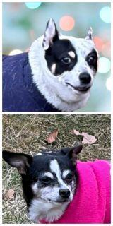 Spuds and Winnie (BONDED PAIR), ADOPTABLE, Senior Male Chihuahua.