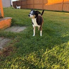 Enlarge Spuds and Winnie (BONDED PAIR), a ADOPTABLE mixed breed in Schaumburg, IL image 5/6