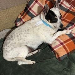 Enlarge Spuds and Winnie (BONDED PAIR), a ADOPTABLE mixed breed in Schaumburg, IL image 3/6