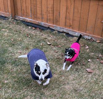 Enlarge Spuds and Winnie (BONDED PAIR), a ADOPTABLE mixed breed in Schaumburg, IL image 6/6