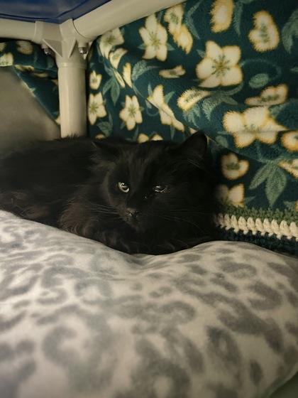 peacock , ADOPTABLE, Young Female Domestic Long Hair.