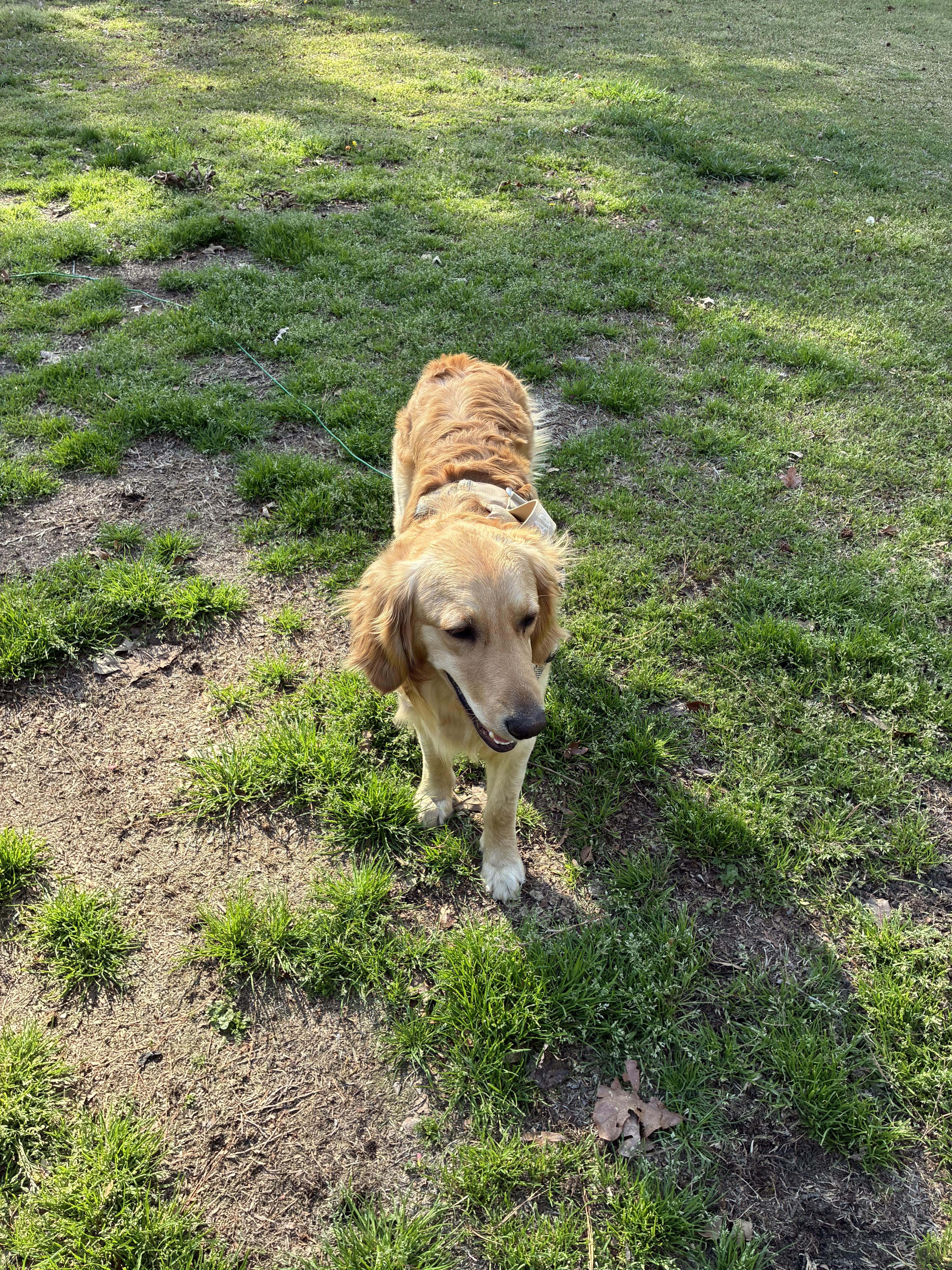 Enlarge Golden Retriever, an adopted Golden Retriever in Brockport, NY image 2/5