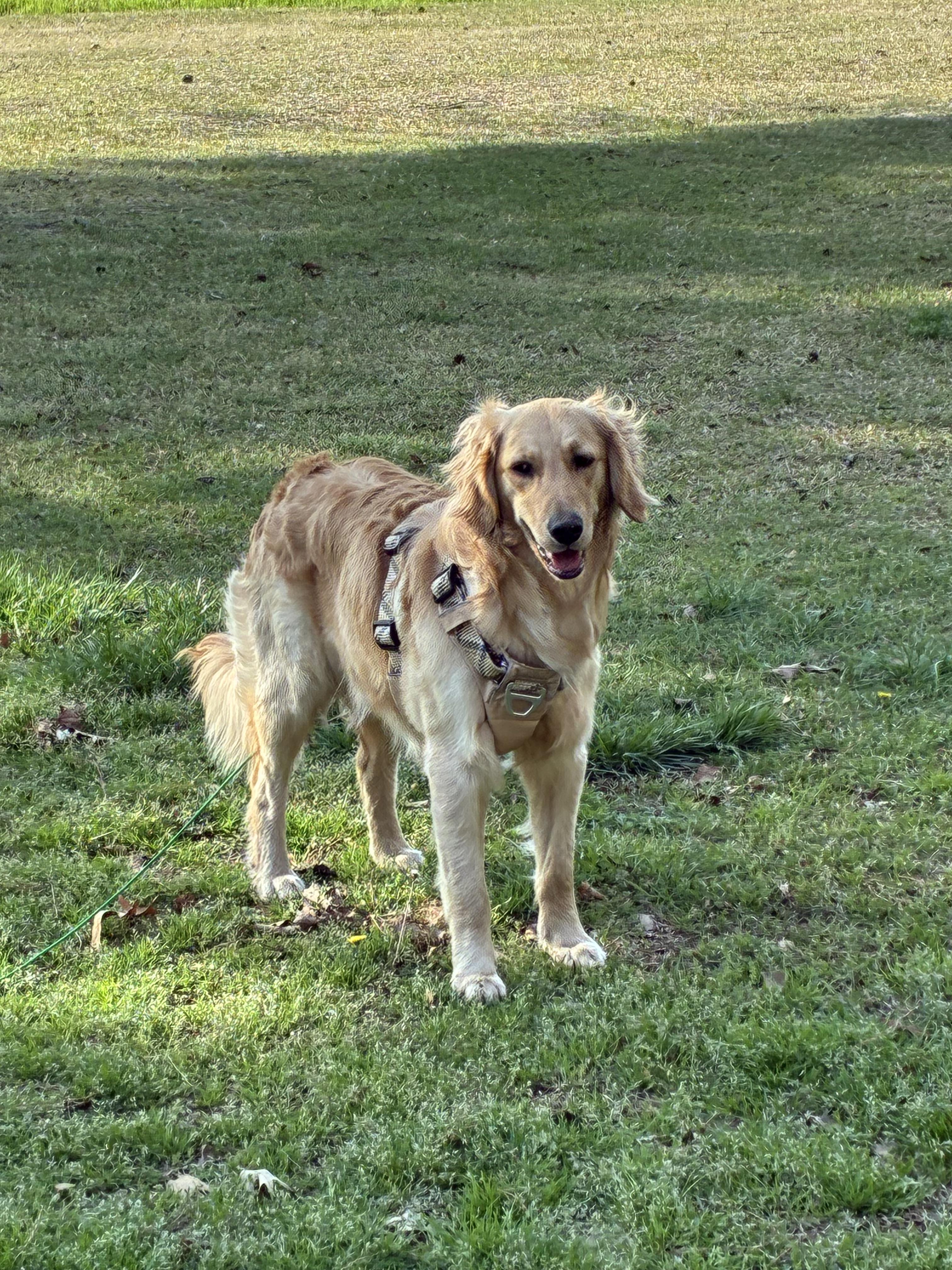 Enlarge Golden Retriever, an adopted Golden Retriever in Brockport, NY image 3/5