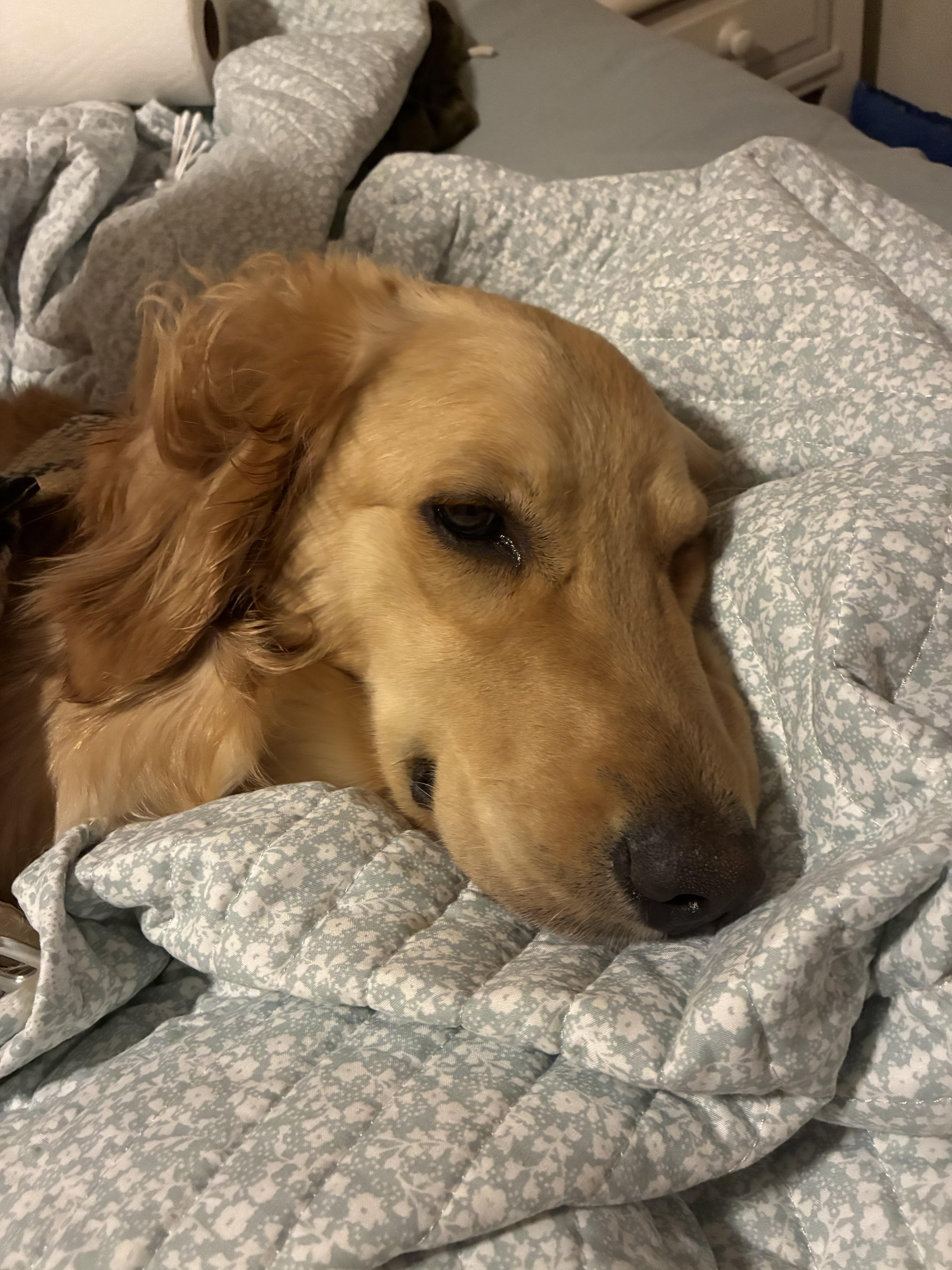 Enlarge Golden Retriever, an adopted Golden Retriever in Brockport, NY image 5/5