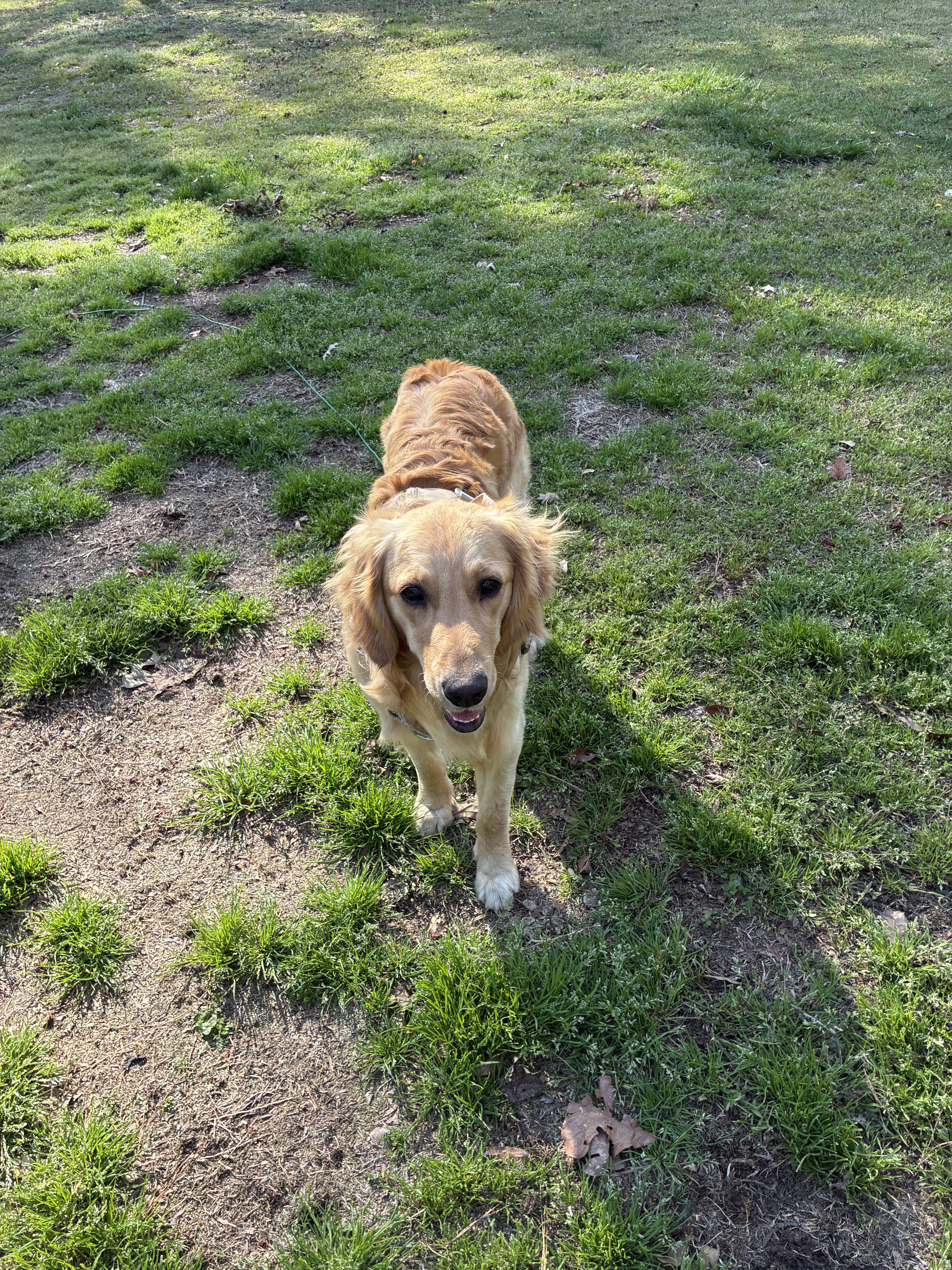 Golden Retriever, adopted, Young Male Golden Retriever.