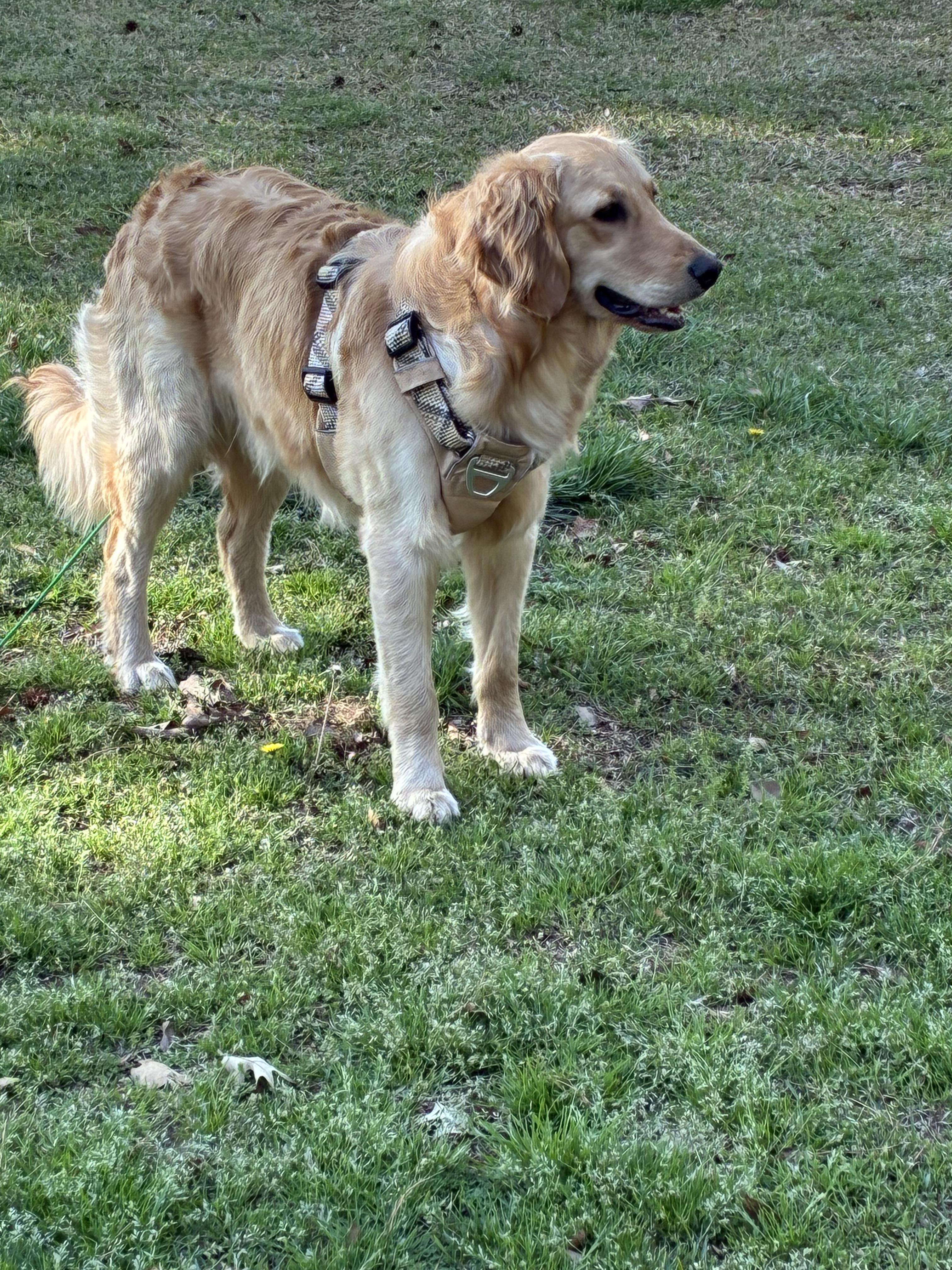 Enlarge Golden Retriever, an adopted Golden Retriever in Brockport, NY image 4/5