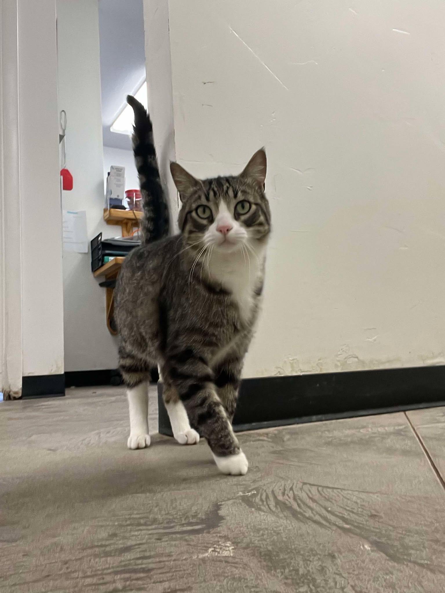 mozzy, an adoptable Domestic Short Hair in Roosevelt, UT, 84066 | Photo Image 2