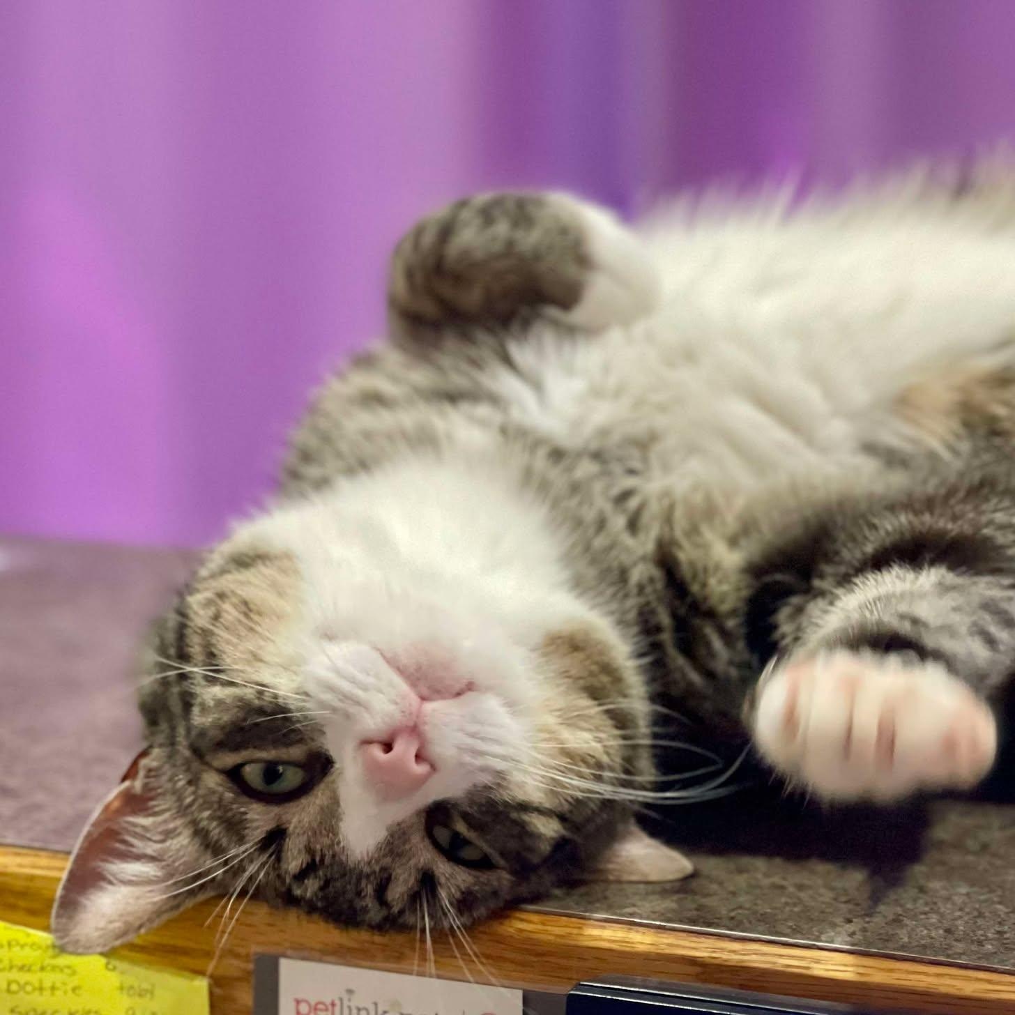 mozzy, an adoptable Domestic Short Hair in Roosevelt, UT, 84066 | Photo Image 1