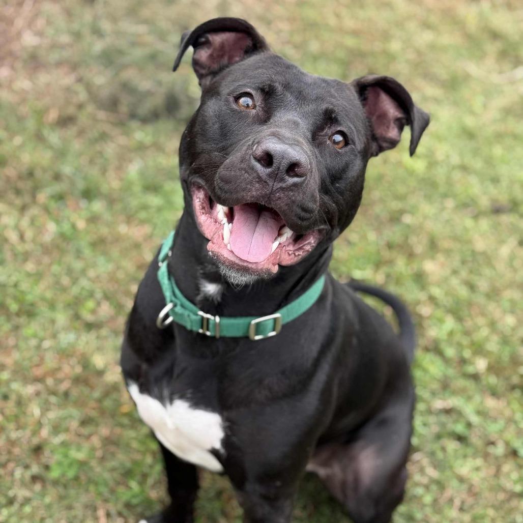 Jetson, Adoptable, Adult Male Pit Bull Terrier.