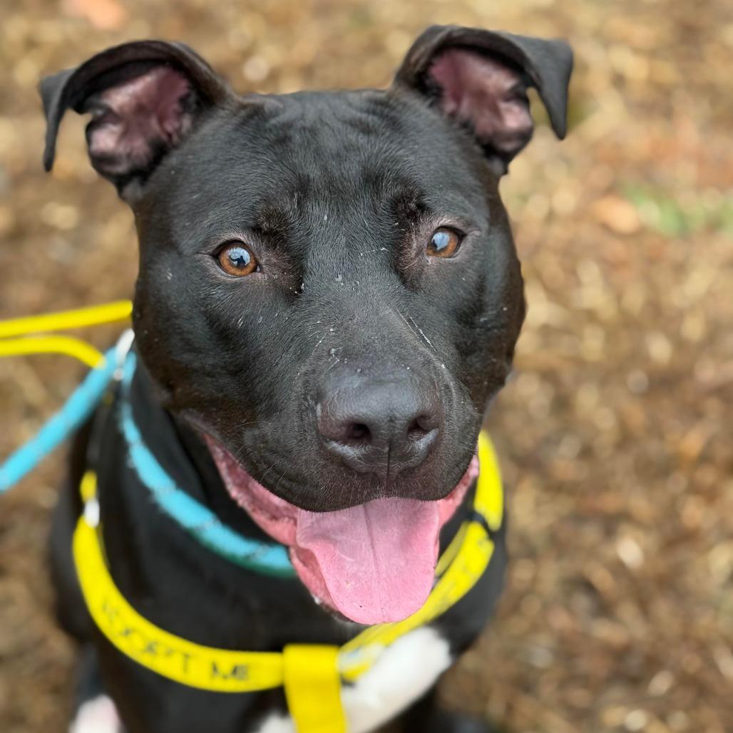 Enlarge Jetson, a Adoptable Pit Bull Terrier in Greensboro, NC image 1/6