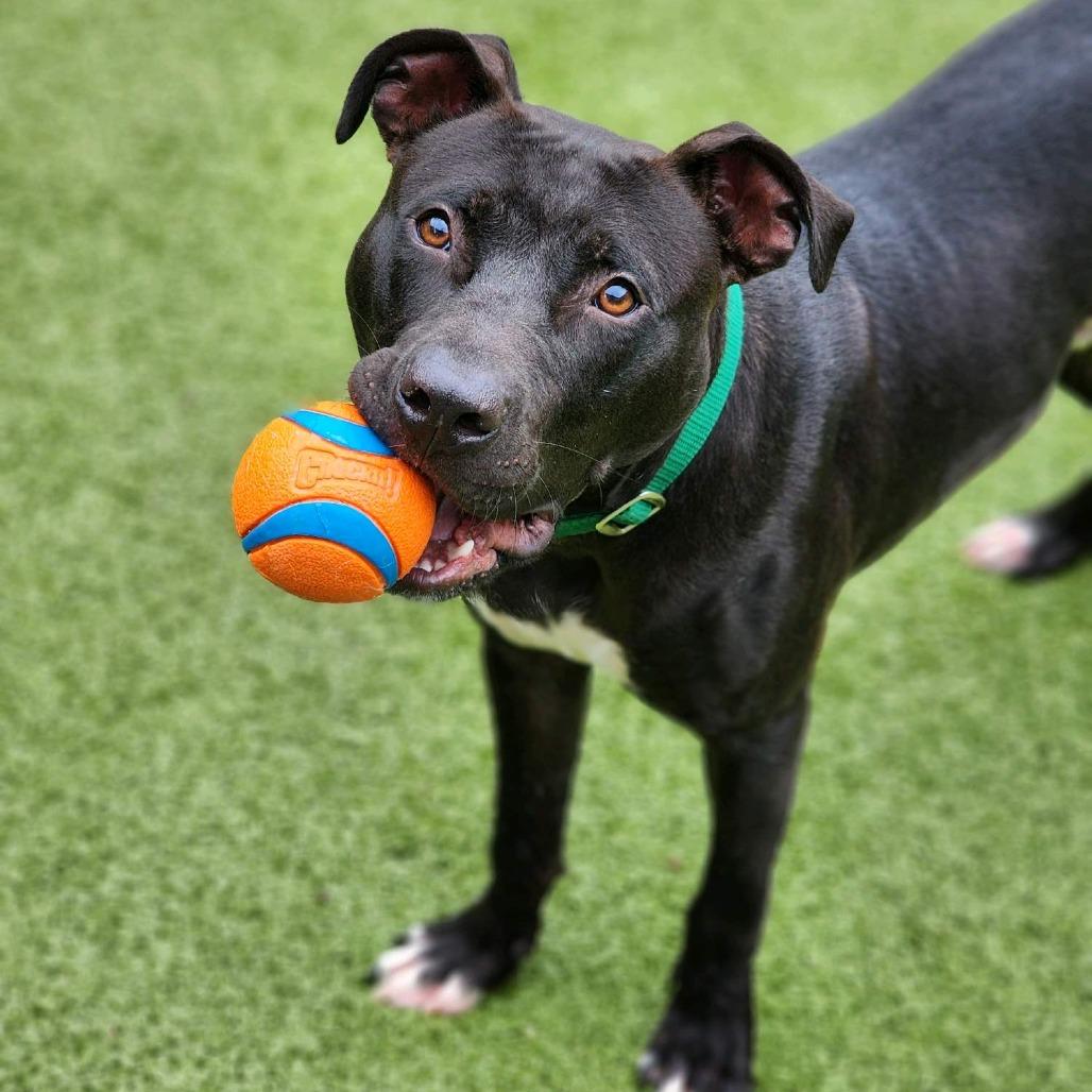 Enlarge Jetson, a Adoptable Pit Bull Terrier in Greensboro, NC image 2/6