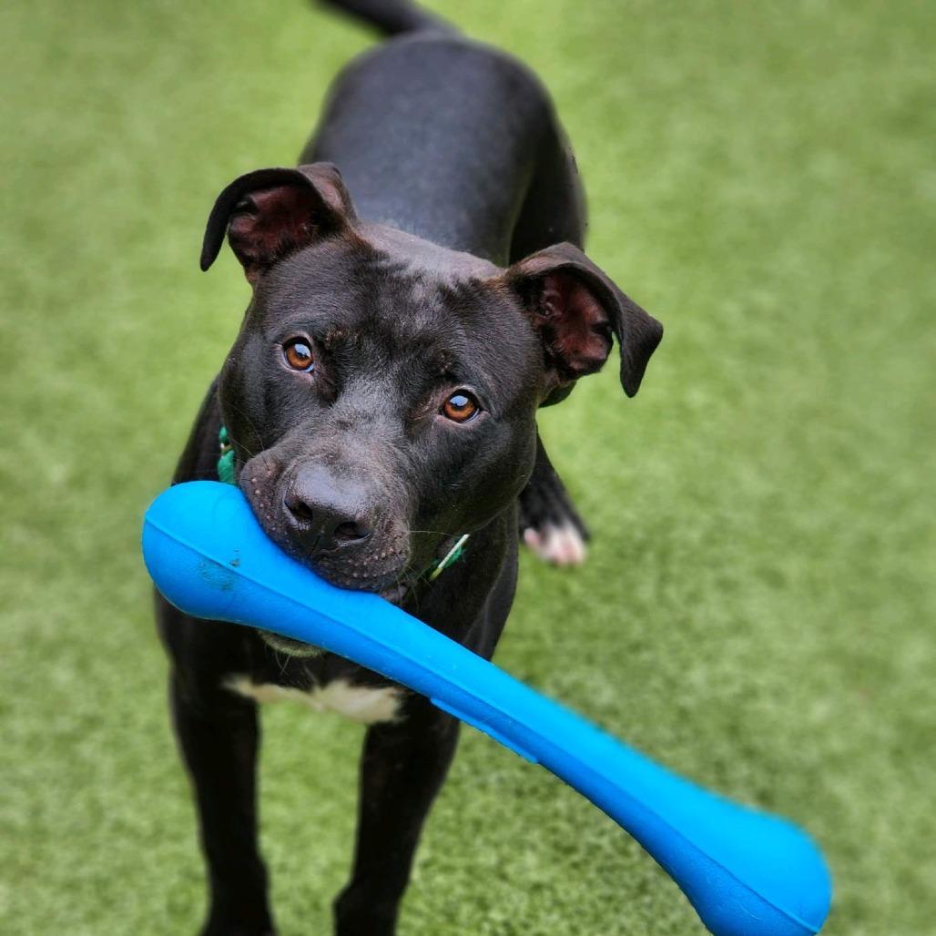Enlarge Jetson, a Adoptable Pit Bull Terrier in Greensboro, NC image 4/6