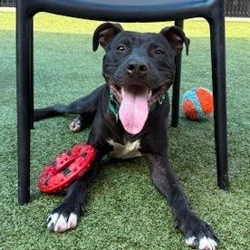 Enlarge Jetson, a Adoptable Pit Bull Terrier in Greensboro, NC image 5/6