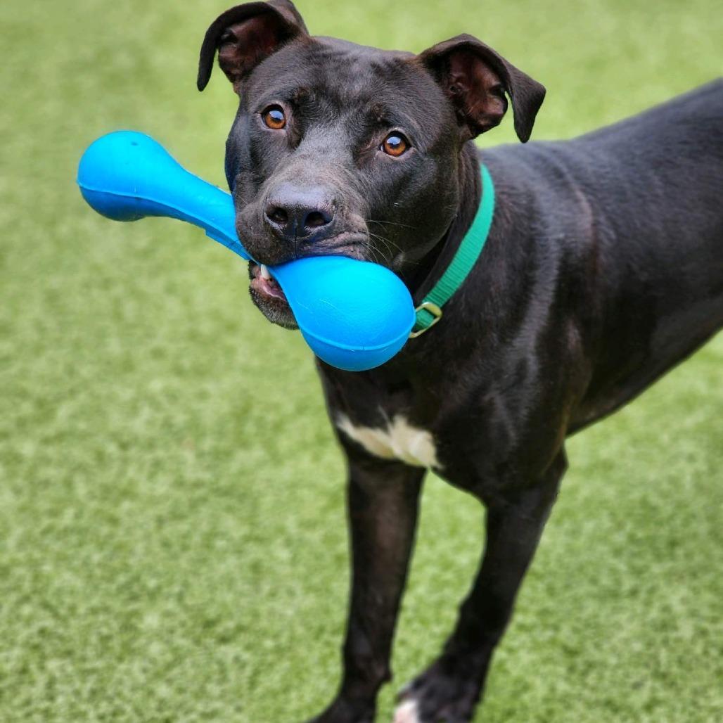 Enlarge Jetson, a Adoptable Pit Bull Terrier in Greensboro, NC image 6/6