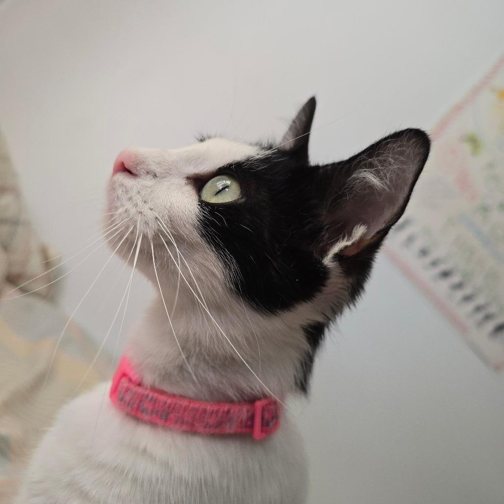 Faith, Adoptable, Adult Female Domestic Short Hair.