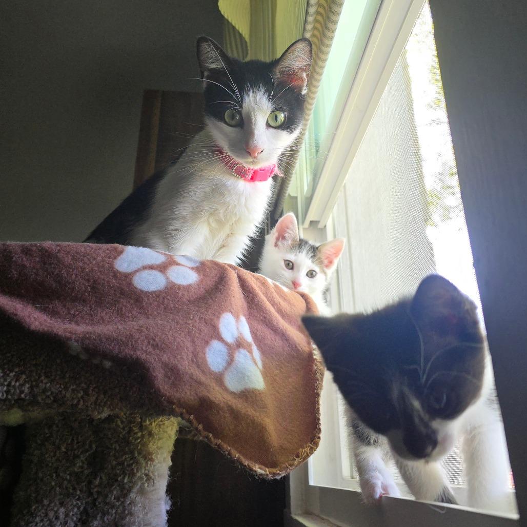 Enlarge Faith, a Adoptable Domestic Short Hair in Grantsville, UT image 3/6