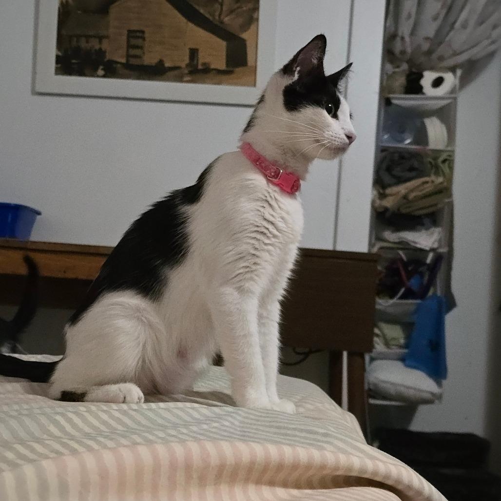 Enlarge Faith, a Adoptable Domestic Short Hair in Grantsville, UT image 4/6