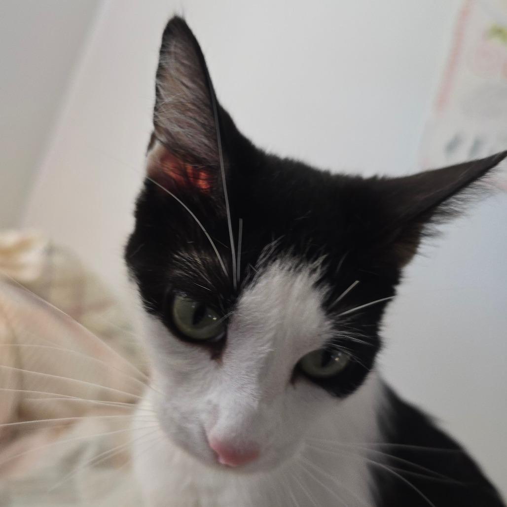 Enlarge Faith, a Adoptable Domestic Short Hair in Grantsville, UT image 6/6