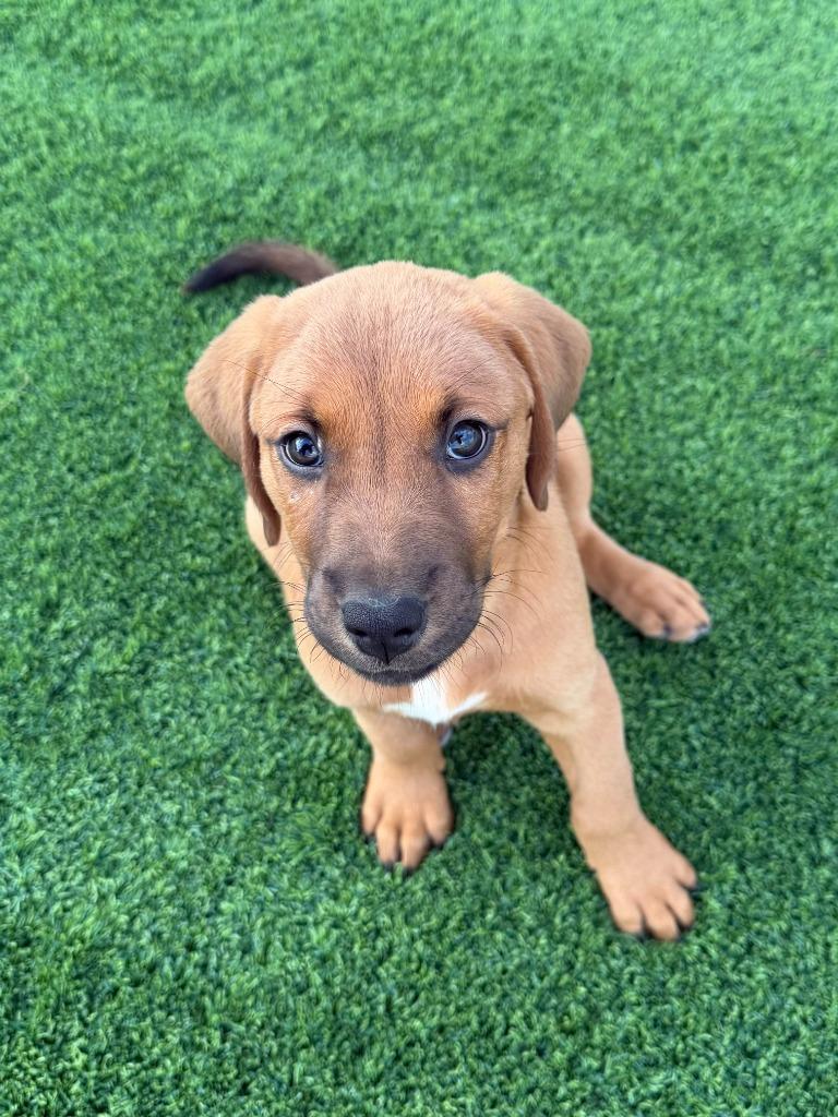 Enlarge Brianna, a Adoptable mixed breed in Phoenix, AZ image 2/4