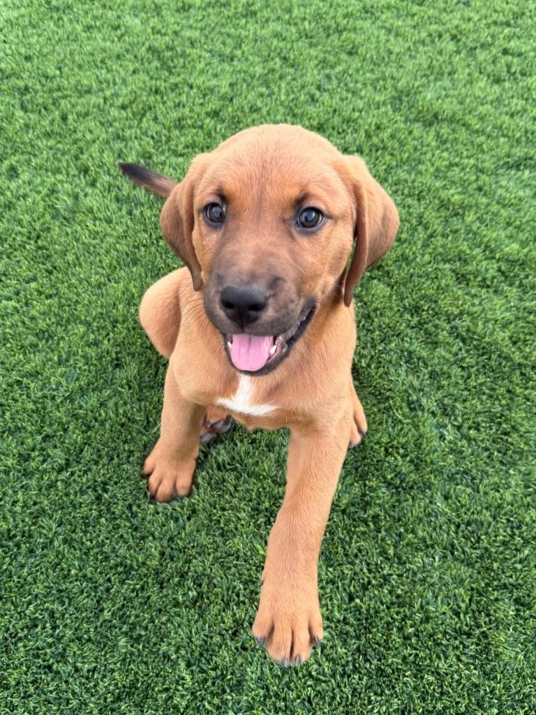 Enlarge Brianna, a Adoptable mixed breed in Phoenix, AZ image 3/4