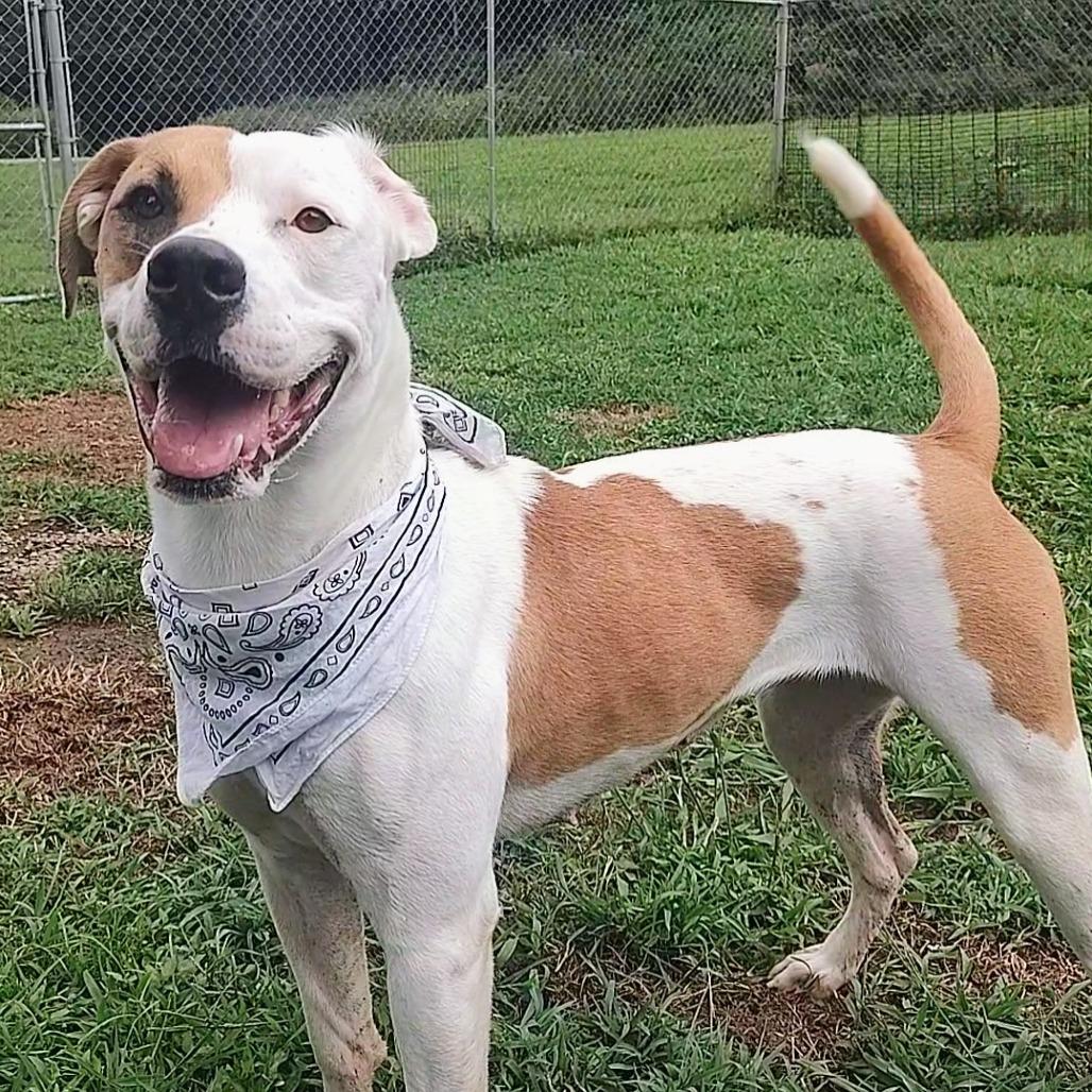 Tear Drop, Adoptable, Adult Female Pit Bull Terrier & Mixed Breed.