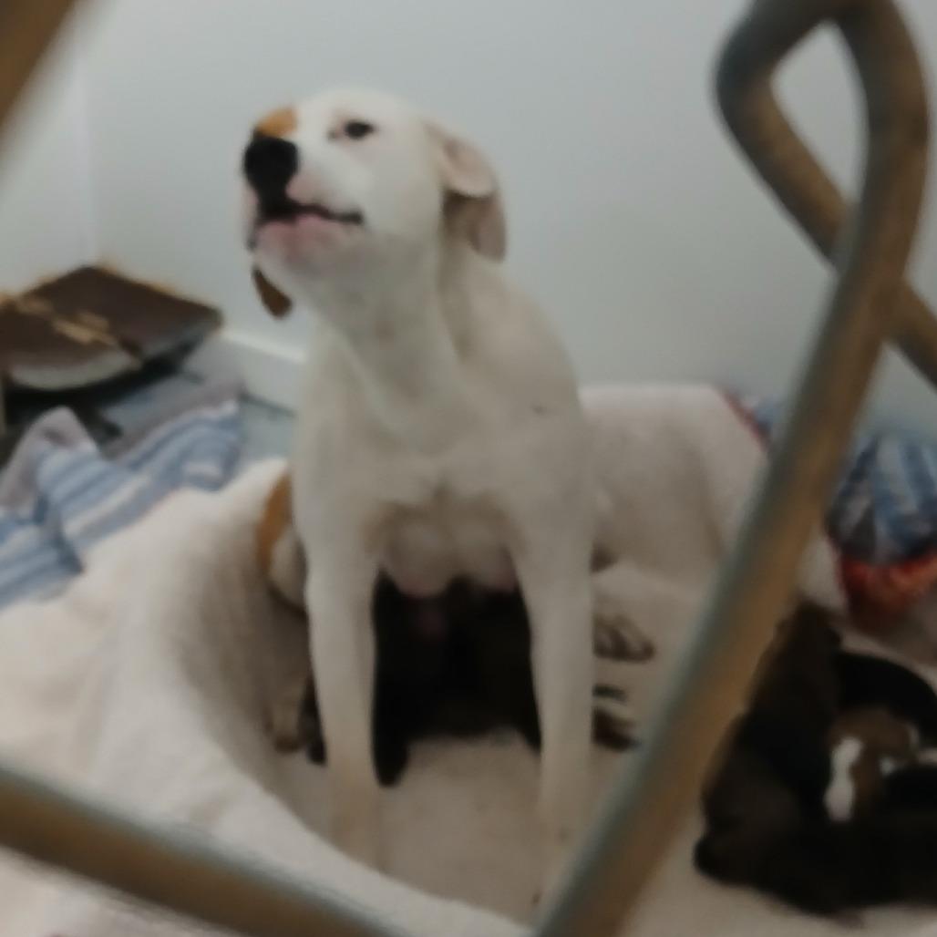 Tear Drop, a Adoptable mixed breed in Marble, NC image 2/2
