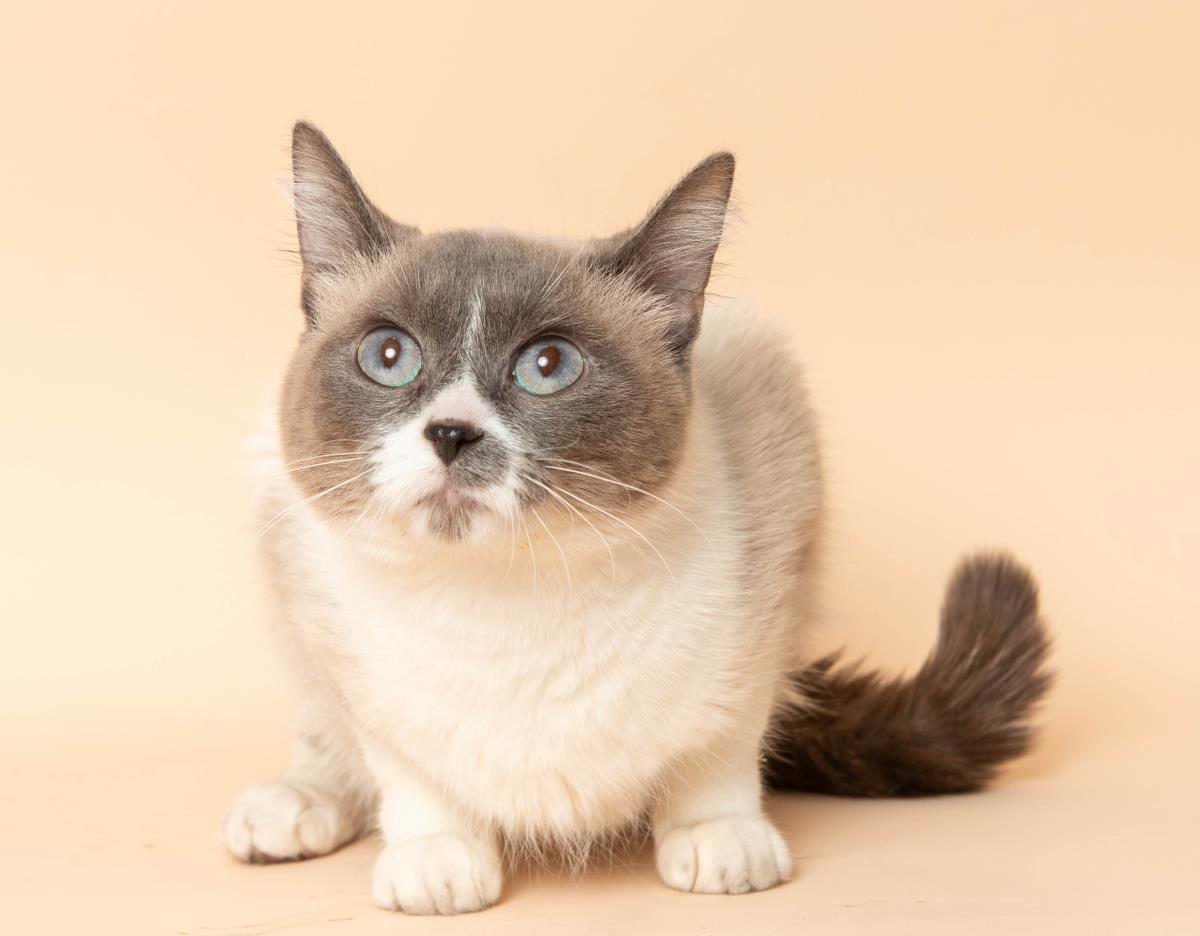 Serafina, Adoptable, Adult Female Siamese.