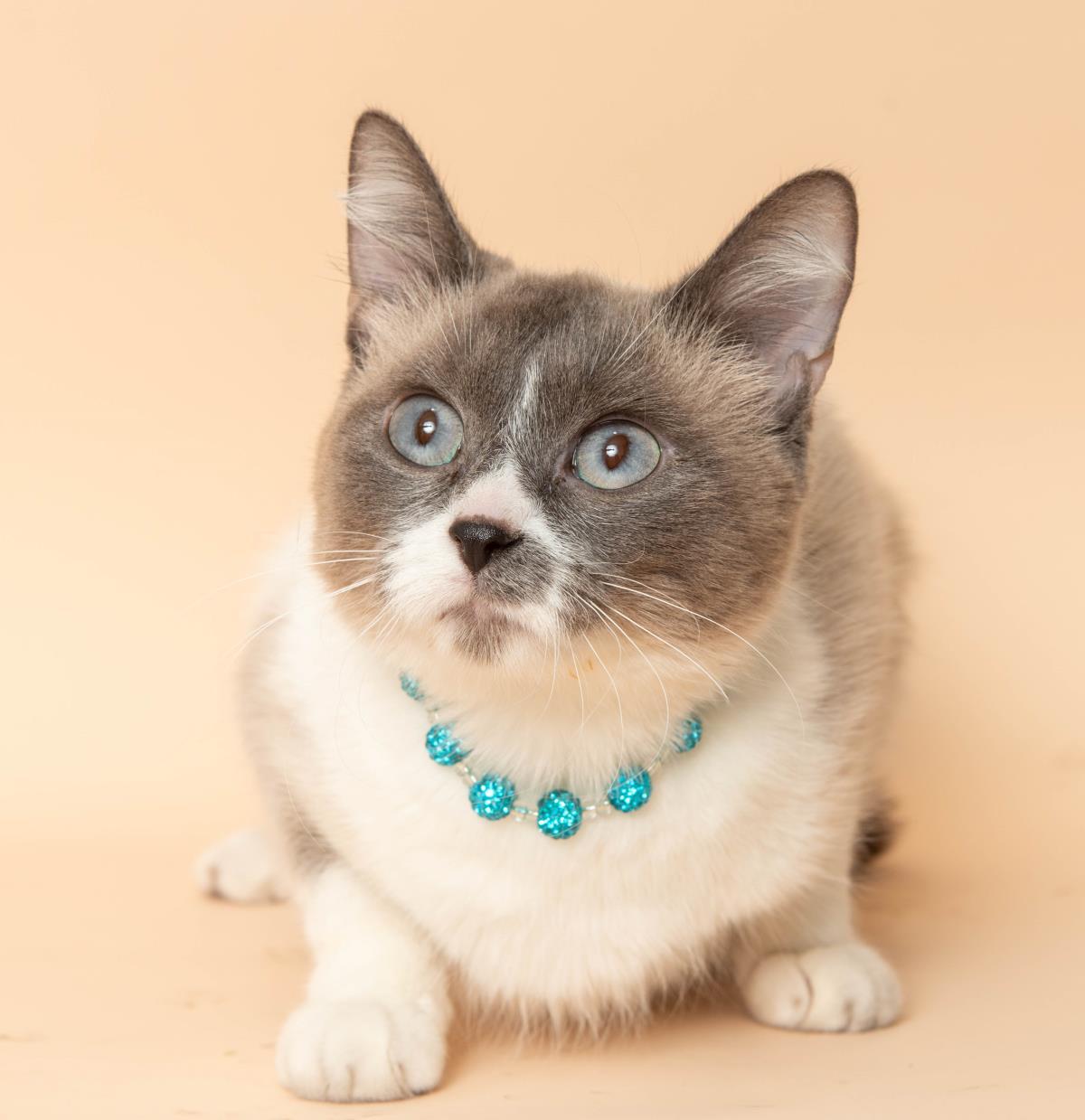 Enlarge Serafina, a Adoptable mixed breed in Wyandotte, MI image 3/4