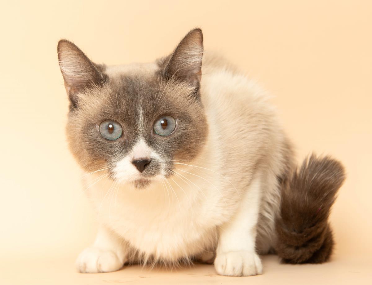 Enlarge Serafina, a Adoptable mixed breed in Wyandotte, MI image 4/4