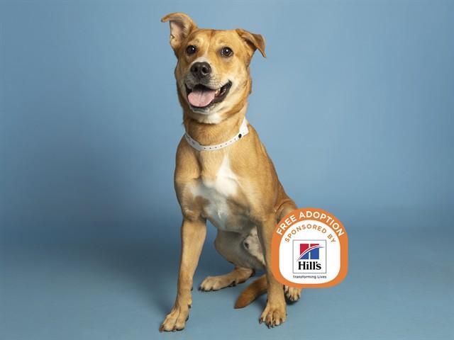 JAX, Adoptable, Young Male Labrador Retriever.