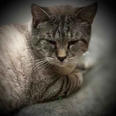 Enlarge Silver, a Adoptable Siamese in Pittsfield, IL image 1/2