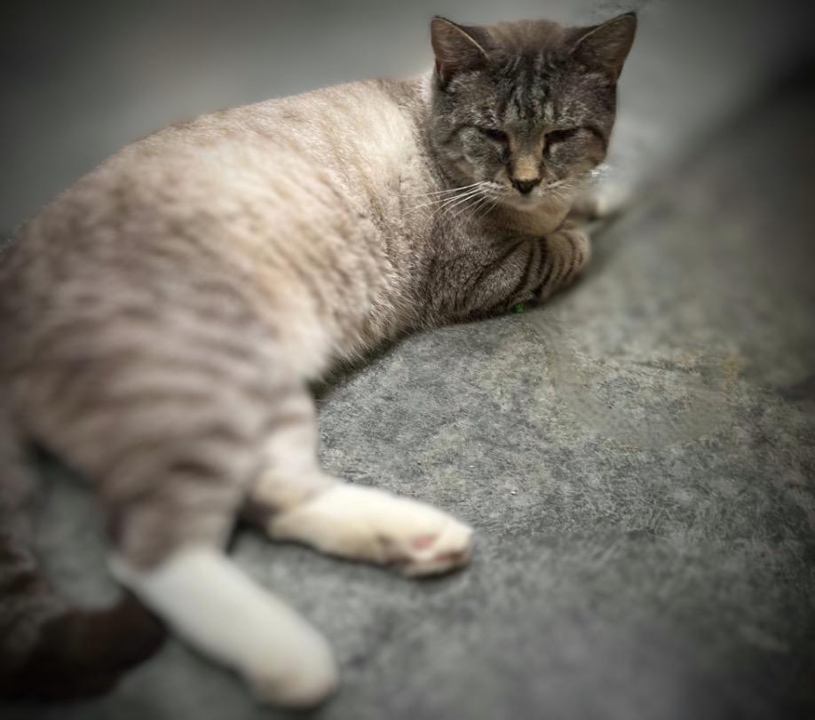 Enlarge Silver, a Adoptable Siamese in Pittsfield, IL image 2/2