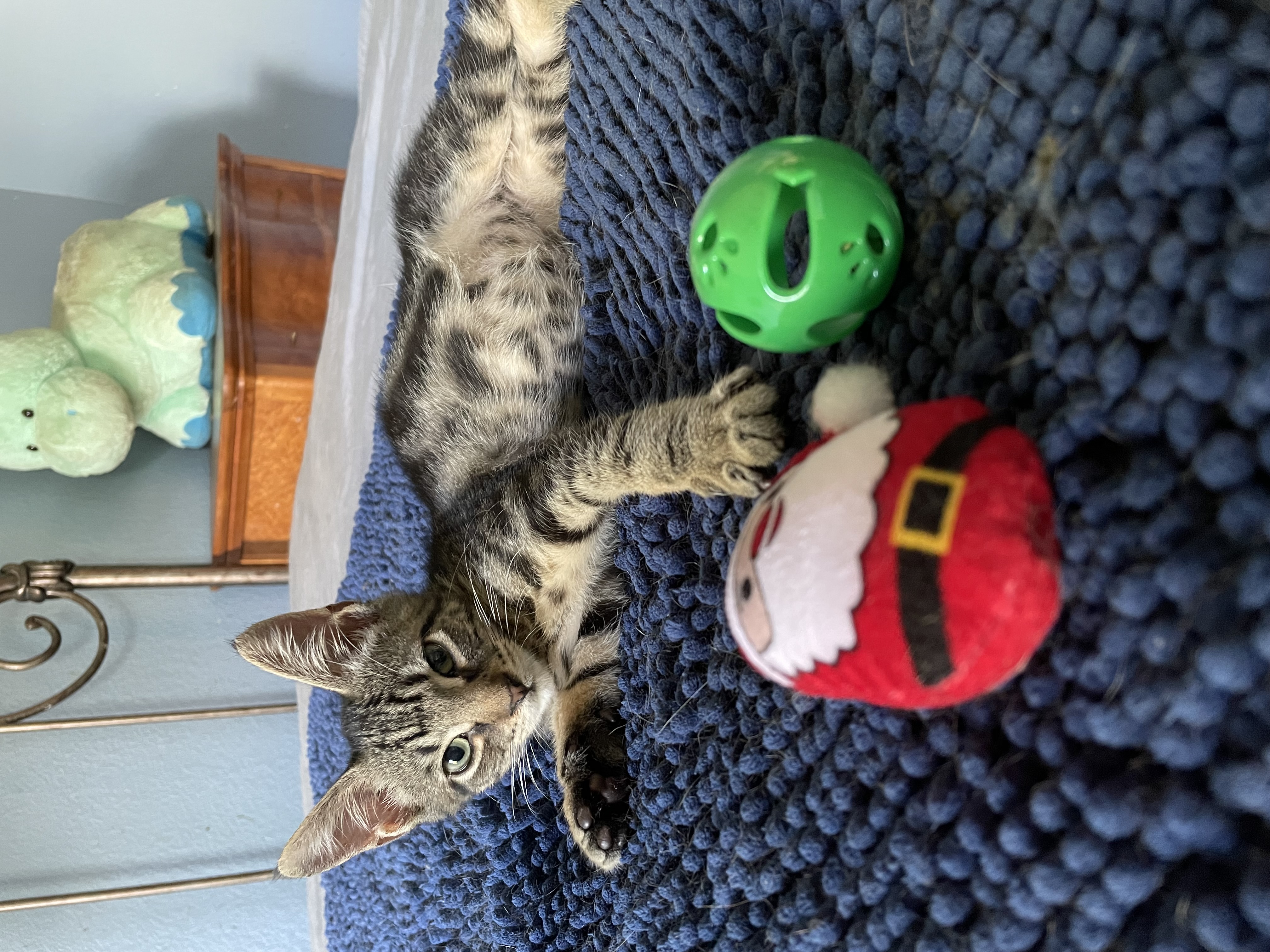 Cat for adoption Matteo, a Domestic Short Hair in Houston, TX Petfinder