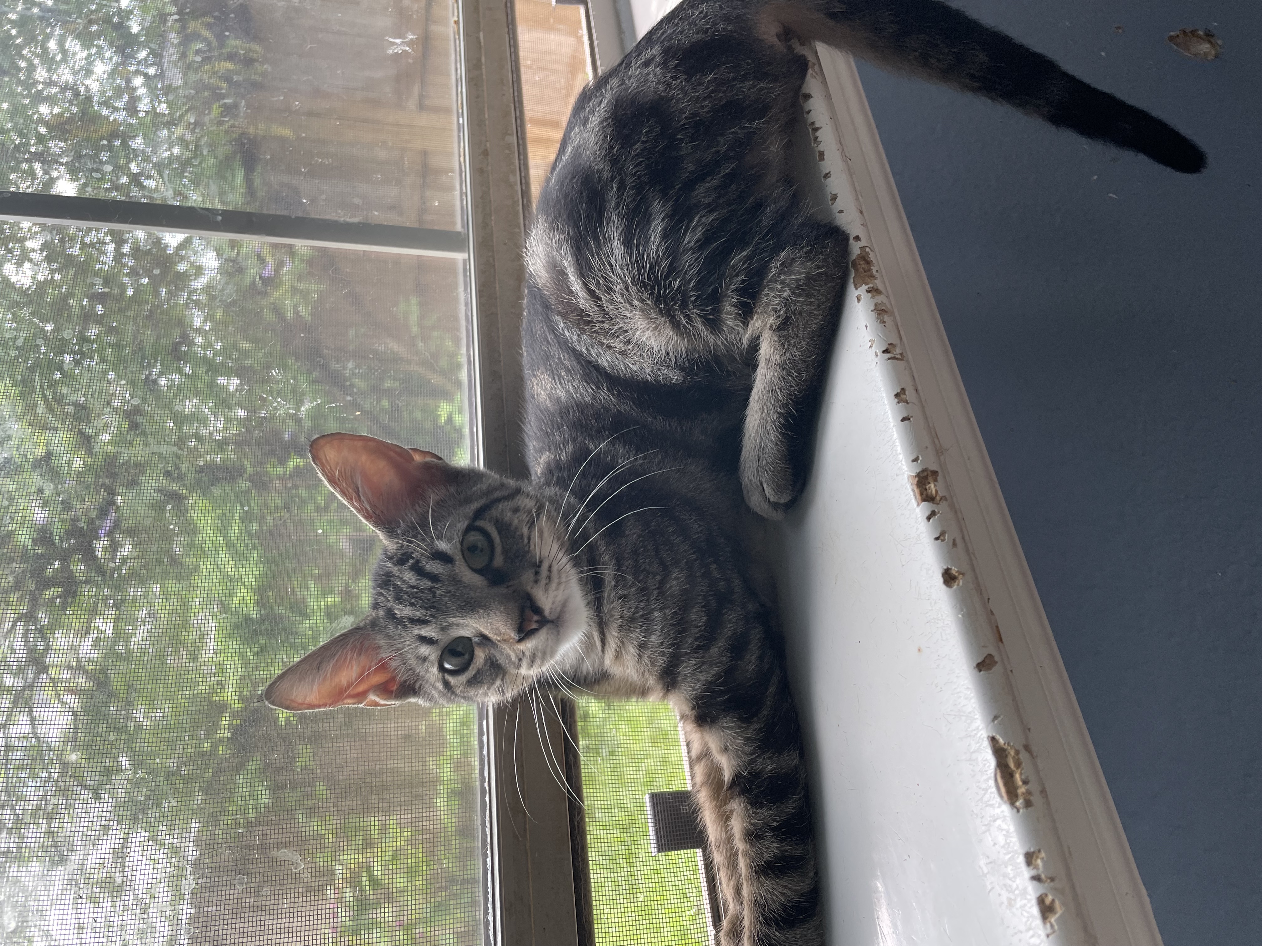 Cat for adoption Matteo, a Domestic Short Hair in Houston, TX Petfinder