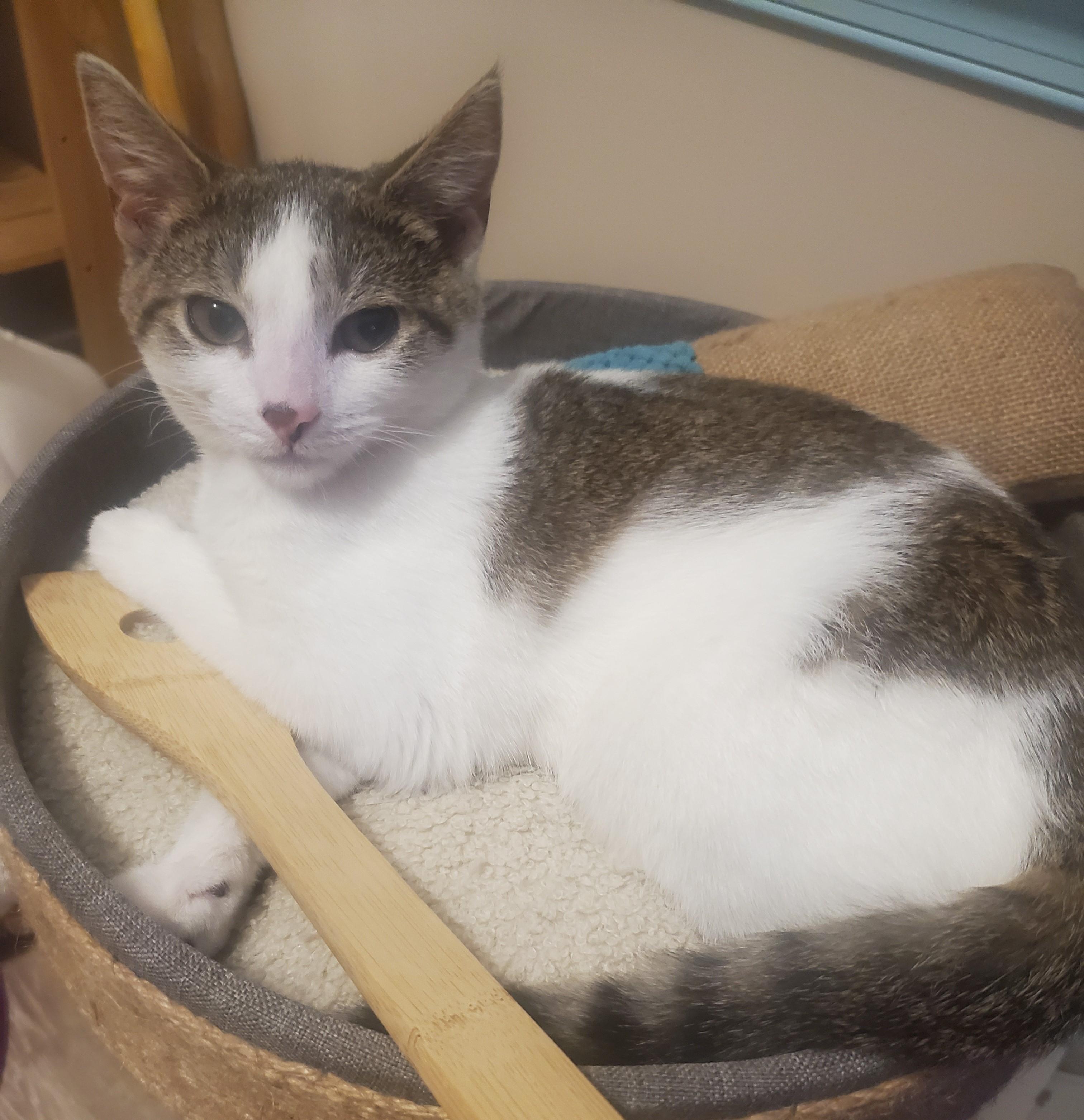 Snickers-Sweet & Spirited, a Adoptable Domestic Short Hair in Laurel, MD image 5/6