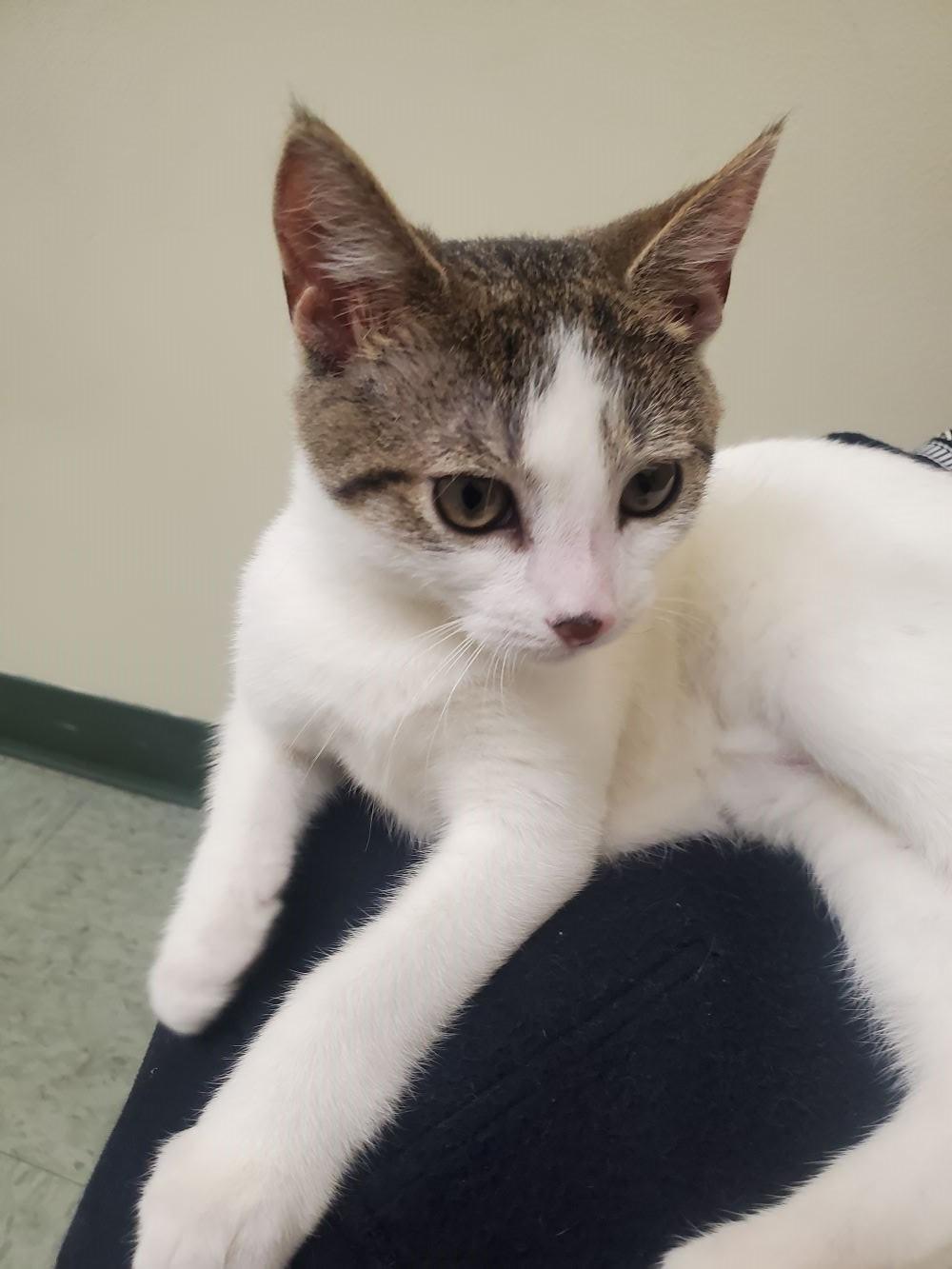 Snickers-Sweet & Spirited, a Adoptable Domestic Short Hair in Laurel, MD image 3/6