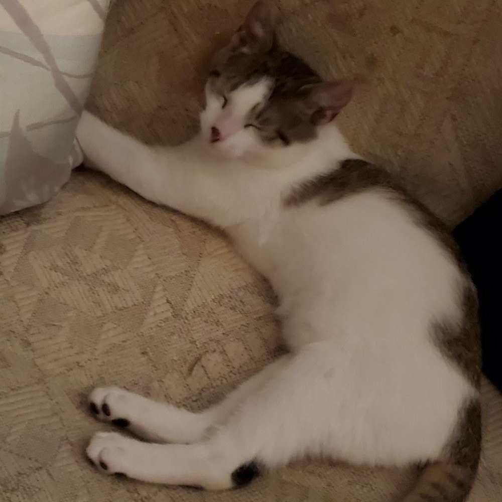 Snickers-Sweet & Spirited, a Adoptable Domestic Short Hair in Laurel, MD image 6/6